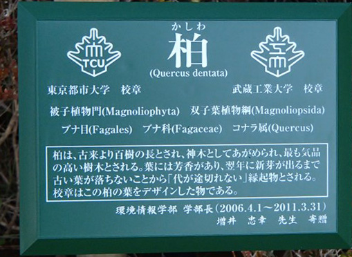 柏の木の由縁
