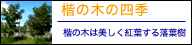 楷の木の四季