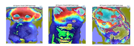 Creation of an Image Classification Model with Data Augmentation for Mixed-Breed Dog Identification(FY 2024 Graduation Research)