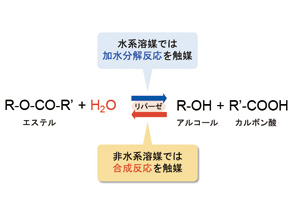 エネルギー化学科 黒岩 崇