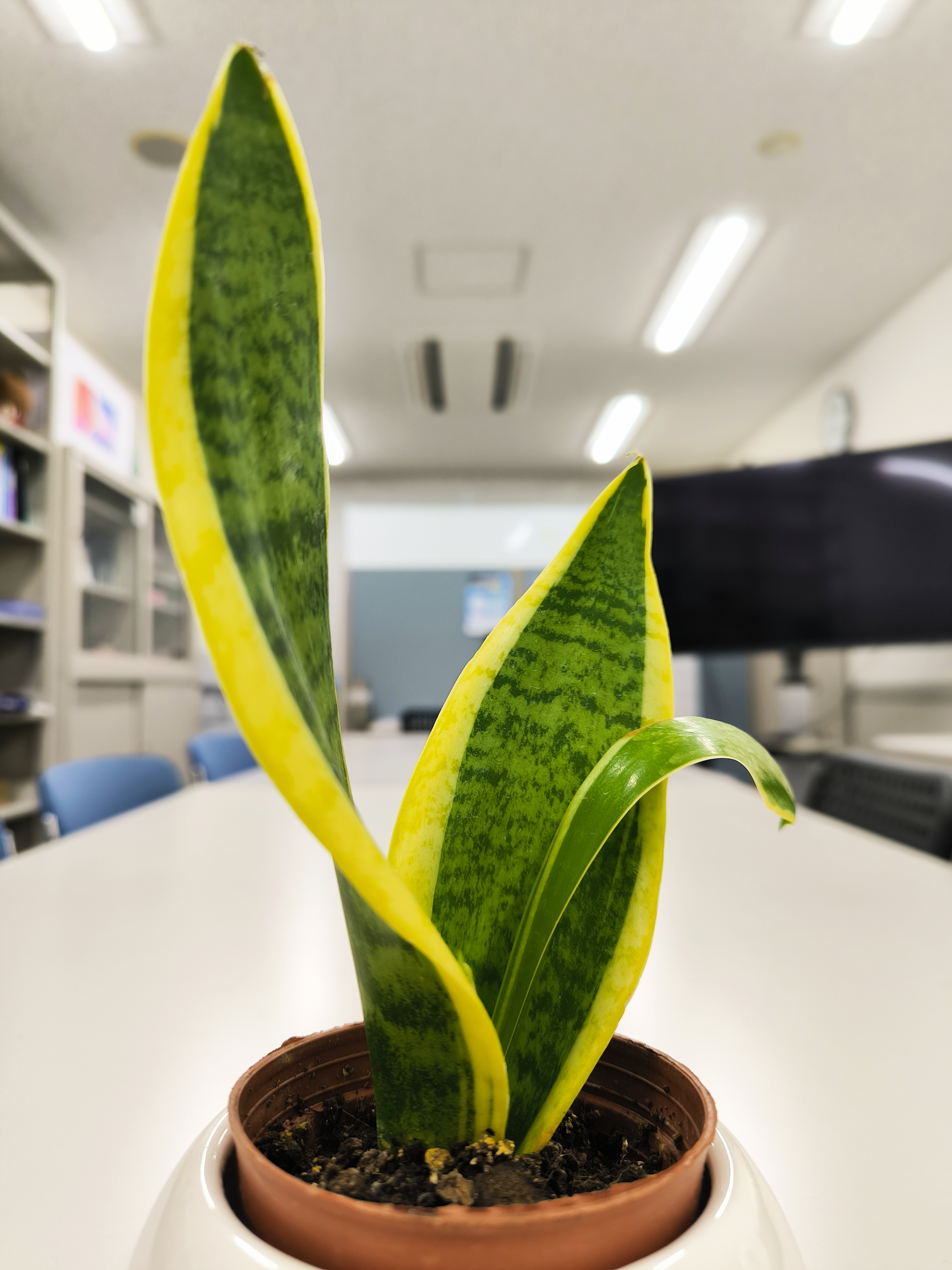 研究室入口・門牌付近